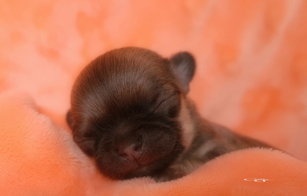 Of Blue Moon's Diamond - Chiot disponible  - Chihuahua