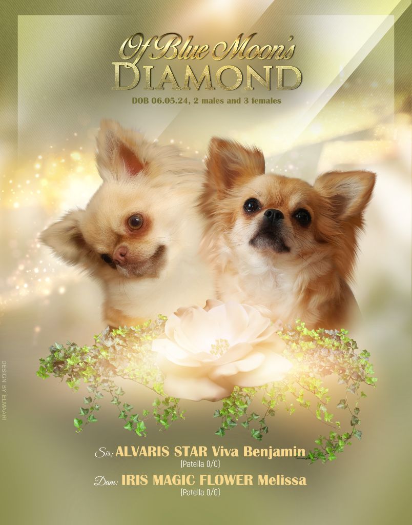 chiot Chihuahua Of Blue Moon's Diamond