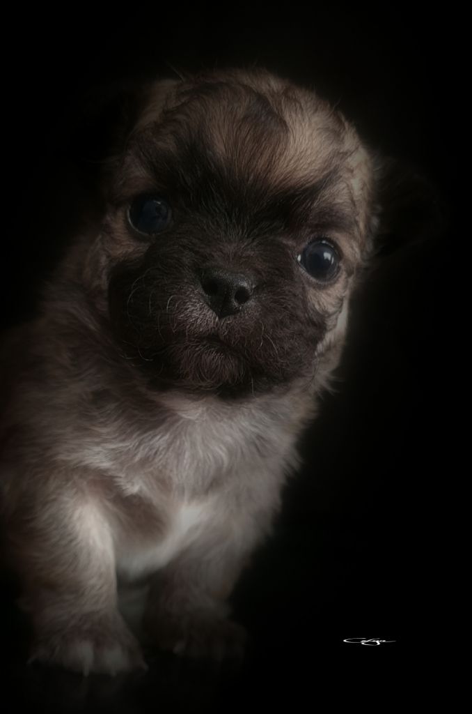 Of Blue Moon's Diamond - Chiot disponible  - Chihuahua