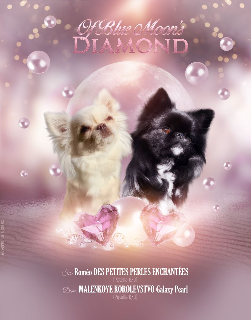 chiot Chihuahua Of Blue Moon's Diamond