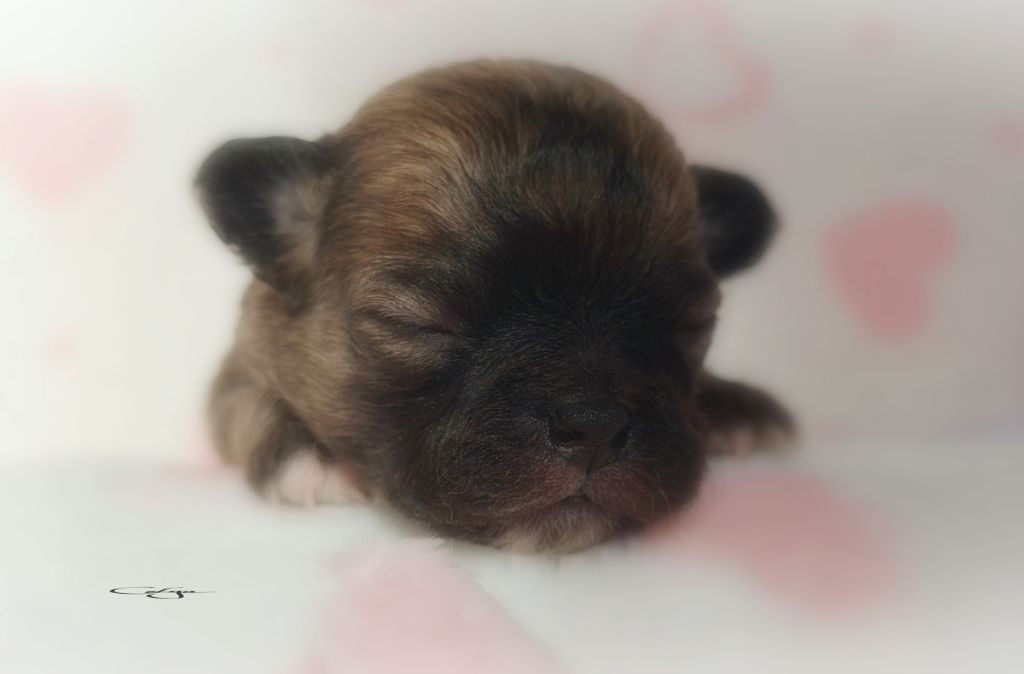 Of Blue Moon's Diamond - Chiot disponible  - Chihuahua