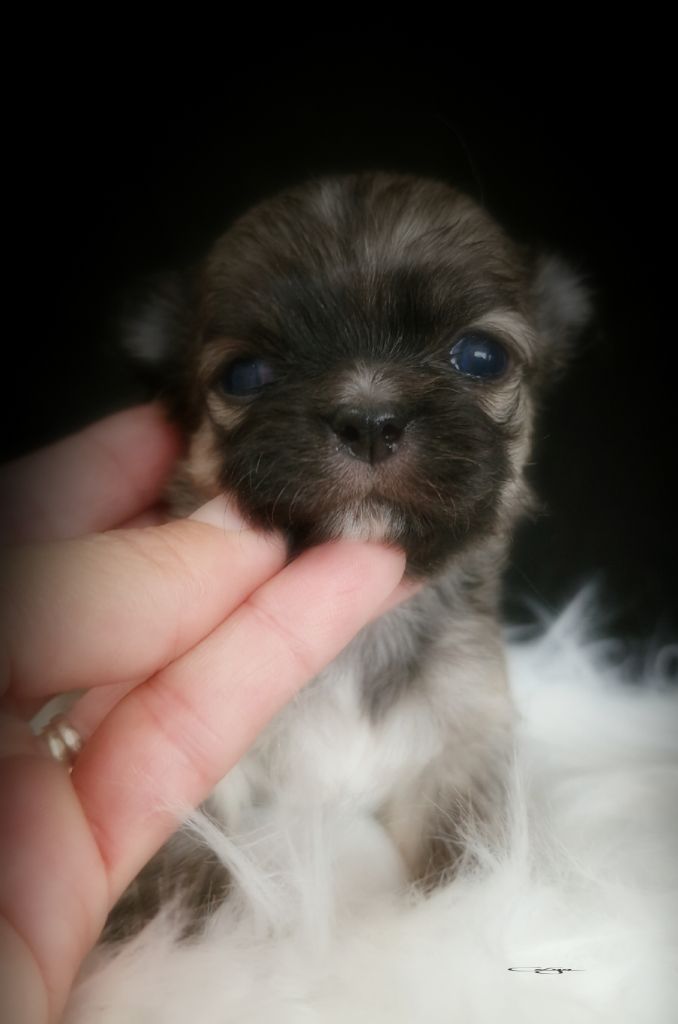 Of Blue Moon's Diamond - Chiot disponible  - Chihuahua