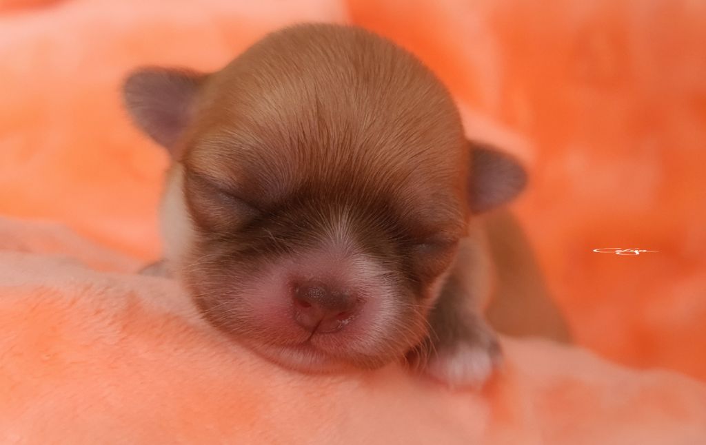 Of Blue Moon's Diamond - Chiot disponible  - Chihuahua