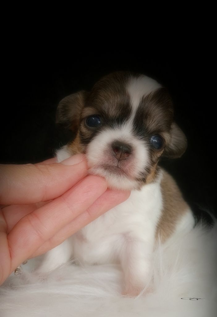 Of Blue Moon's Diamond - Chiot disponible  - Chihuahua