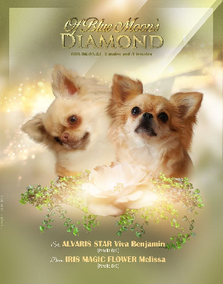 Of Blue Moon's Diamond - Chihuahua - Portée née le 06/05/2024