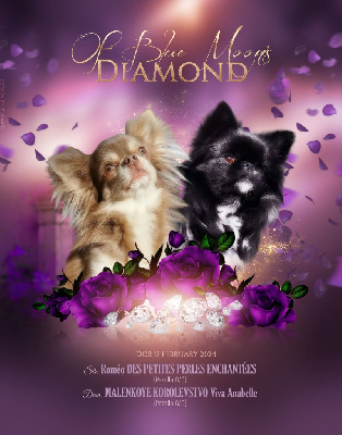 Of Blue Moon's Diamond - Chihuahua - Portée née le 17/02/2024