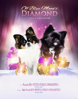 Of Blue Moon's Diamond - Chihuahua - Portée née le 15/12/2023