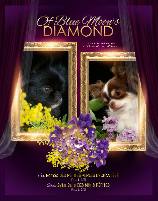 Of Blue Moon's Diamond - Chihuahua - Portée née le 29/06/2023
