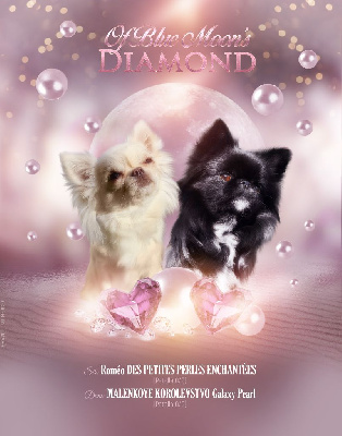 Of Blue Moon's Diamond - Chihuahua - Portée née le 29/01/2024