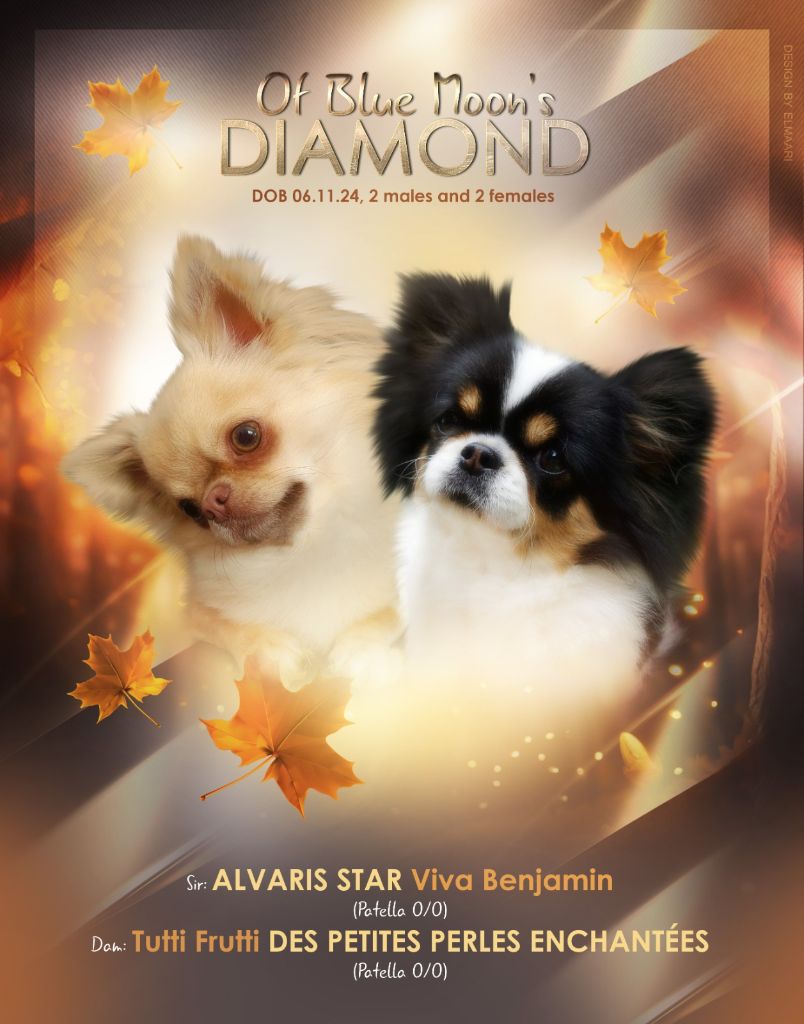 chiot Chihuahua Of Blue Moon's Diamond