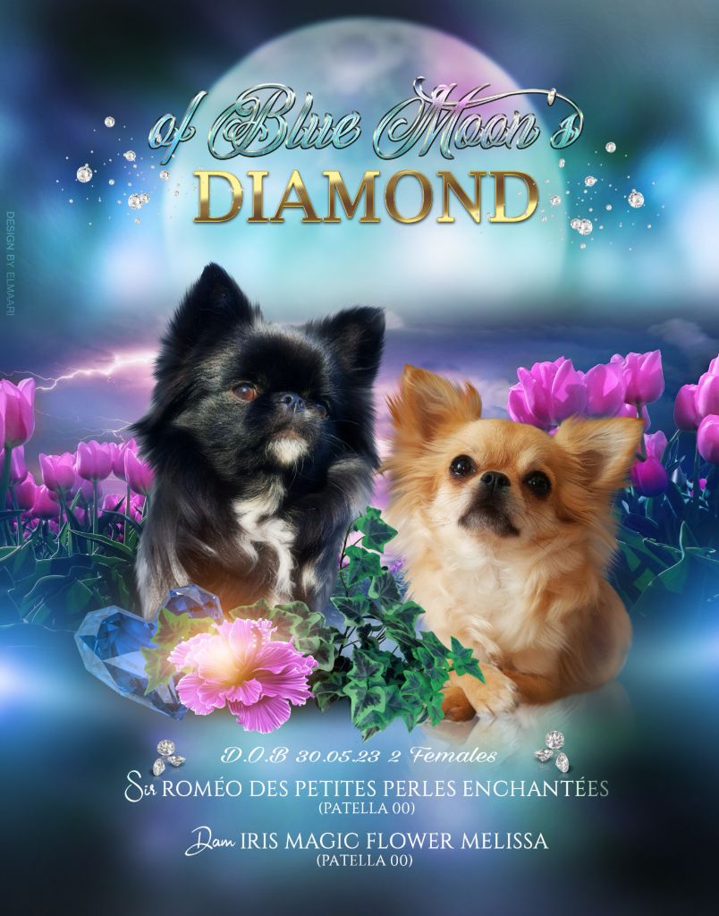 chiot Chihuahua Of Blue Moon's Diamond