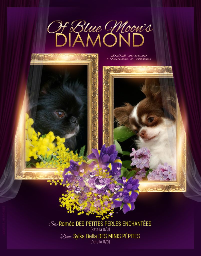 chiot Chihuahua Of Blue Moon's Diamond