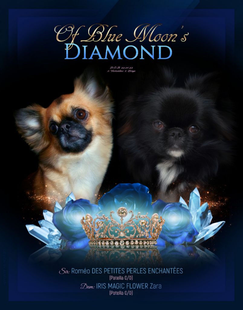 chiot Chihuahua Of Blue Moon's Diamond