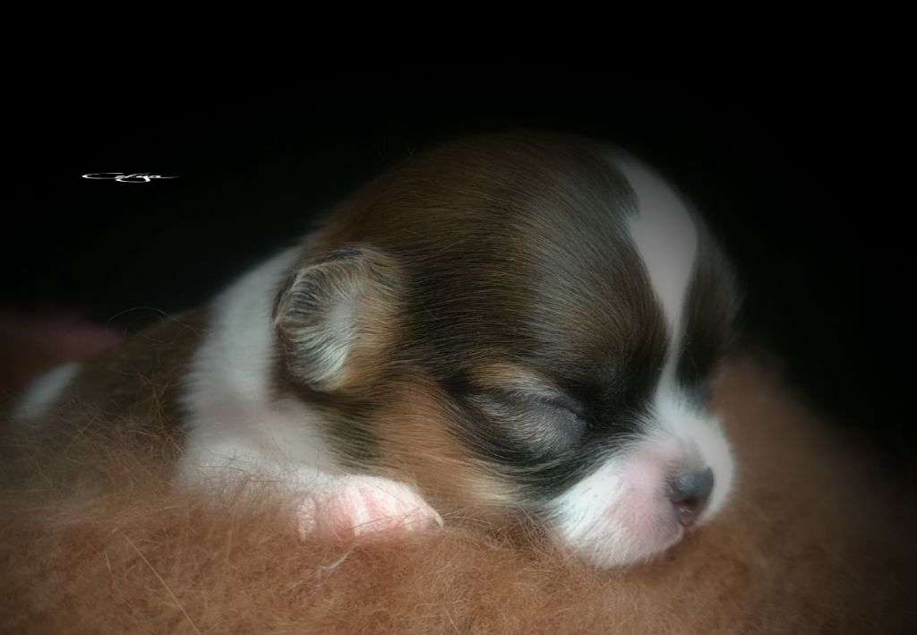 Of Blue Moon's Diamond - Chiot disponible  - Chihuahua