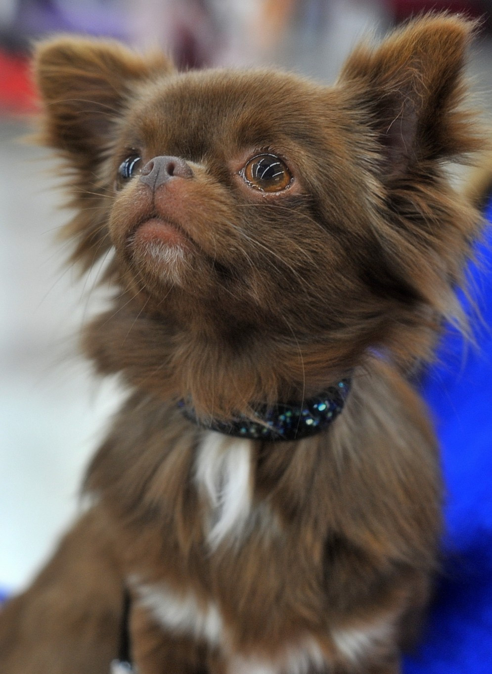 Alicia Girl On Fire Of Blue Moon's Diamond