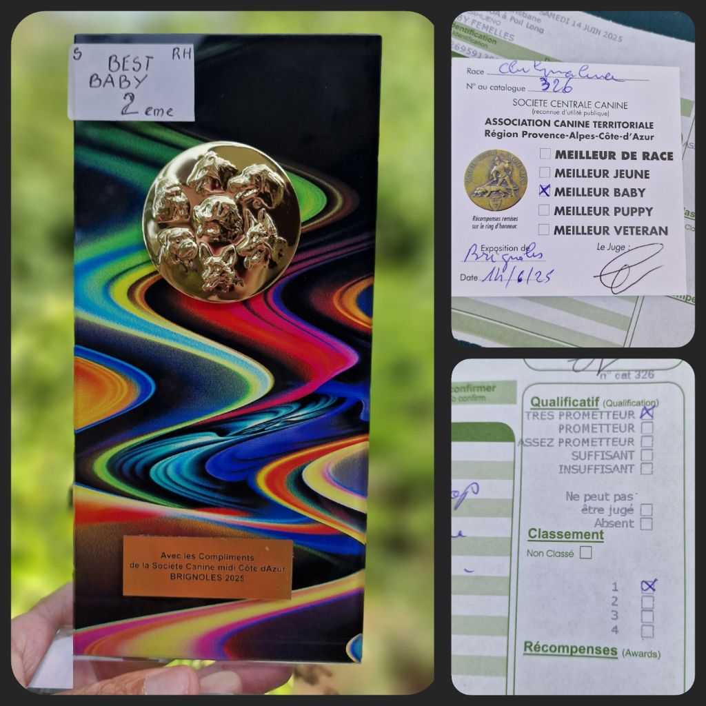 Of Blue Moon's Diamond - EXPOSITION INTERNATIONALE DE BRIGNOLES