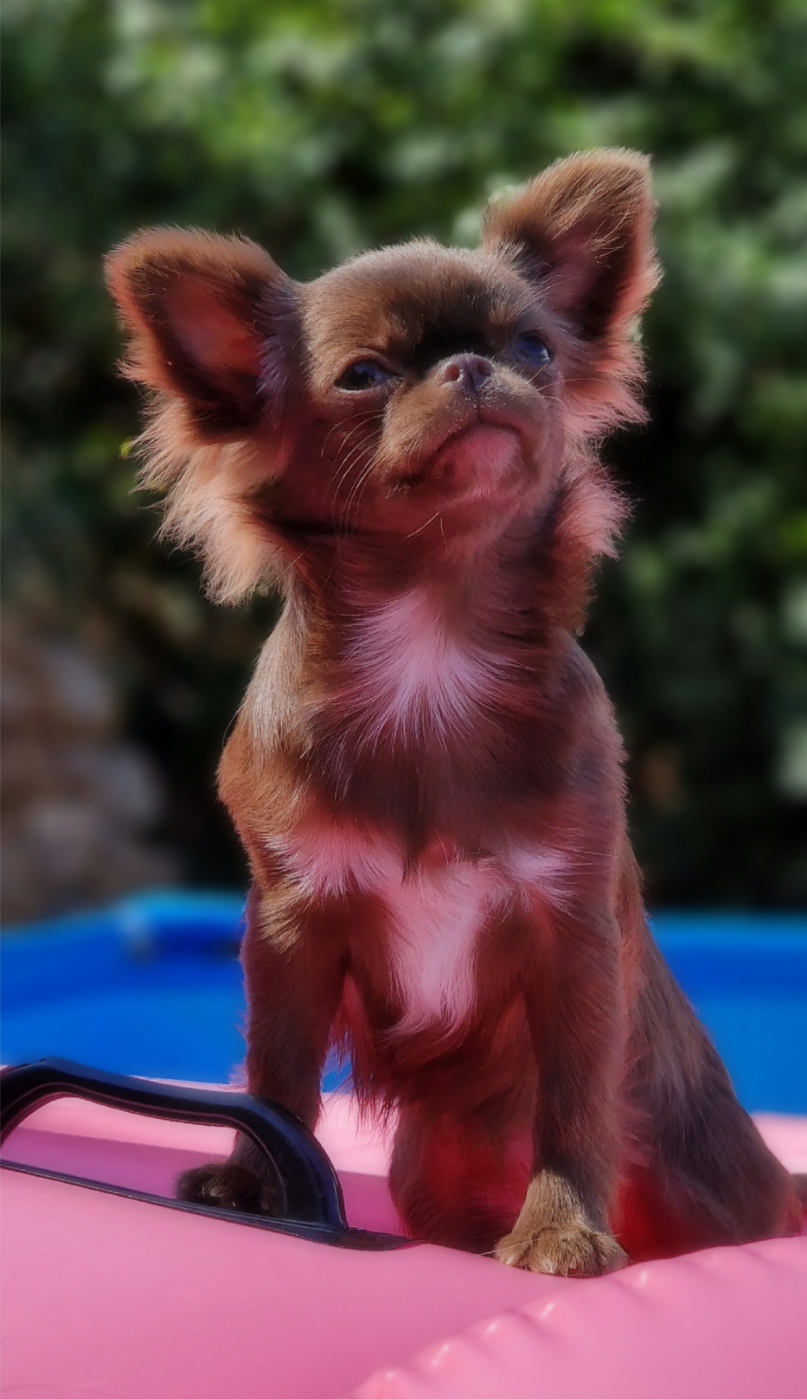 Of Blue Moon's Diamond - EXPOSITION NATIONALE ET INTERNATIONALE BEZIERS 11&12/10/25