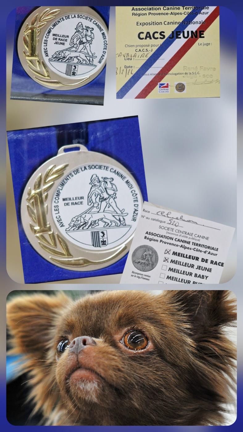 EXPOSITION NATIONALE CACS CAVALAIRE 08.02.26