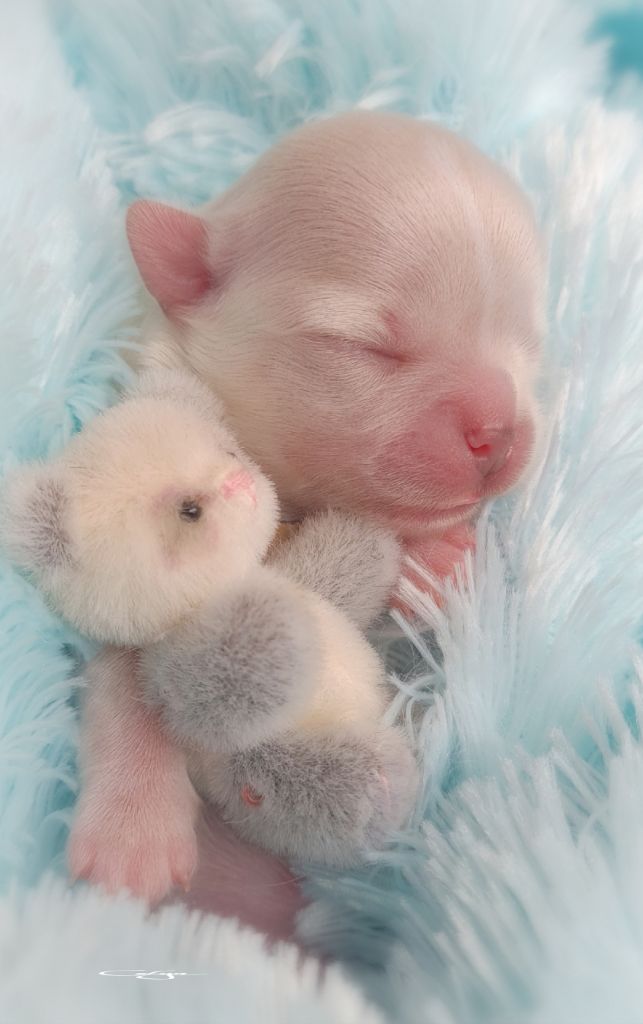 Of Blue Moon's Diamond - Chiots disponibles - Chihuahua