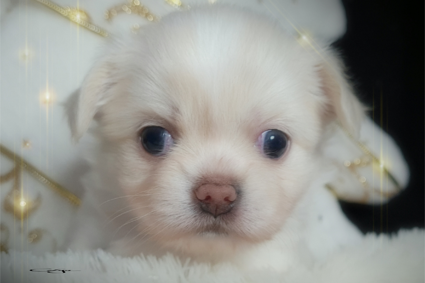 Of Blue Moon's Diamond - Chiots disponibles - Chihuahua