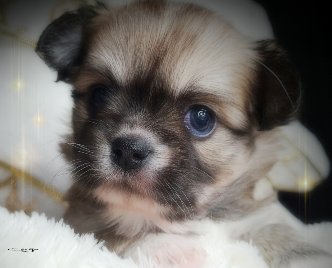 Of Blue Moon's Diamond - Chiots disponibles - Chihuahua