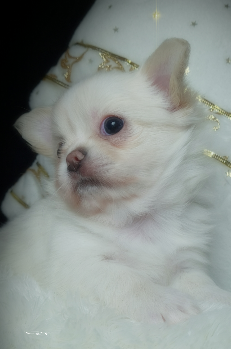 Of Blue Moon's Diamond - Chiots disponibles - Chihuahua