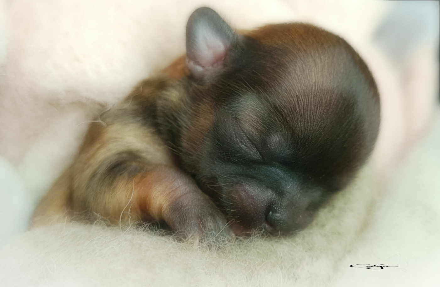 Of Blue Moon's Diamond - Chiots disponibles - Chihuahua