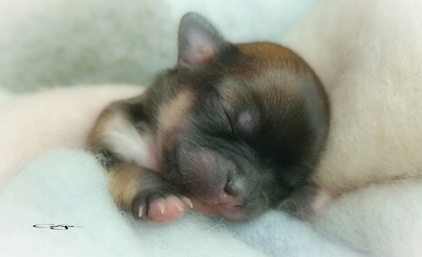 Of Blue Moon's Diamond - Chiots disponibles - Chihuahua