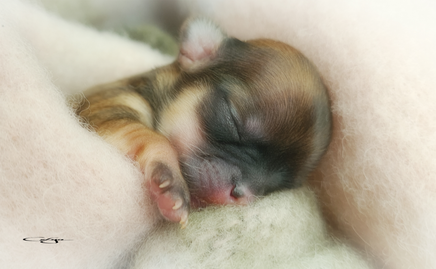 Of Blue Moon's Diamond - Chiots disponibles - Chihuahua