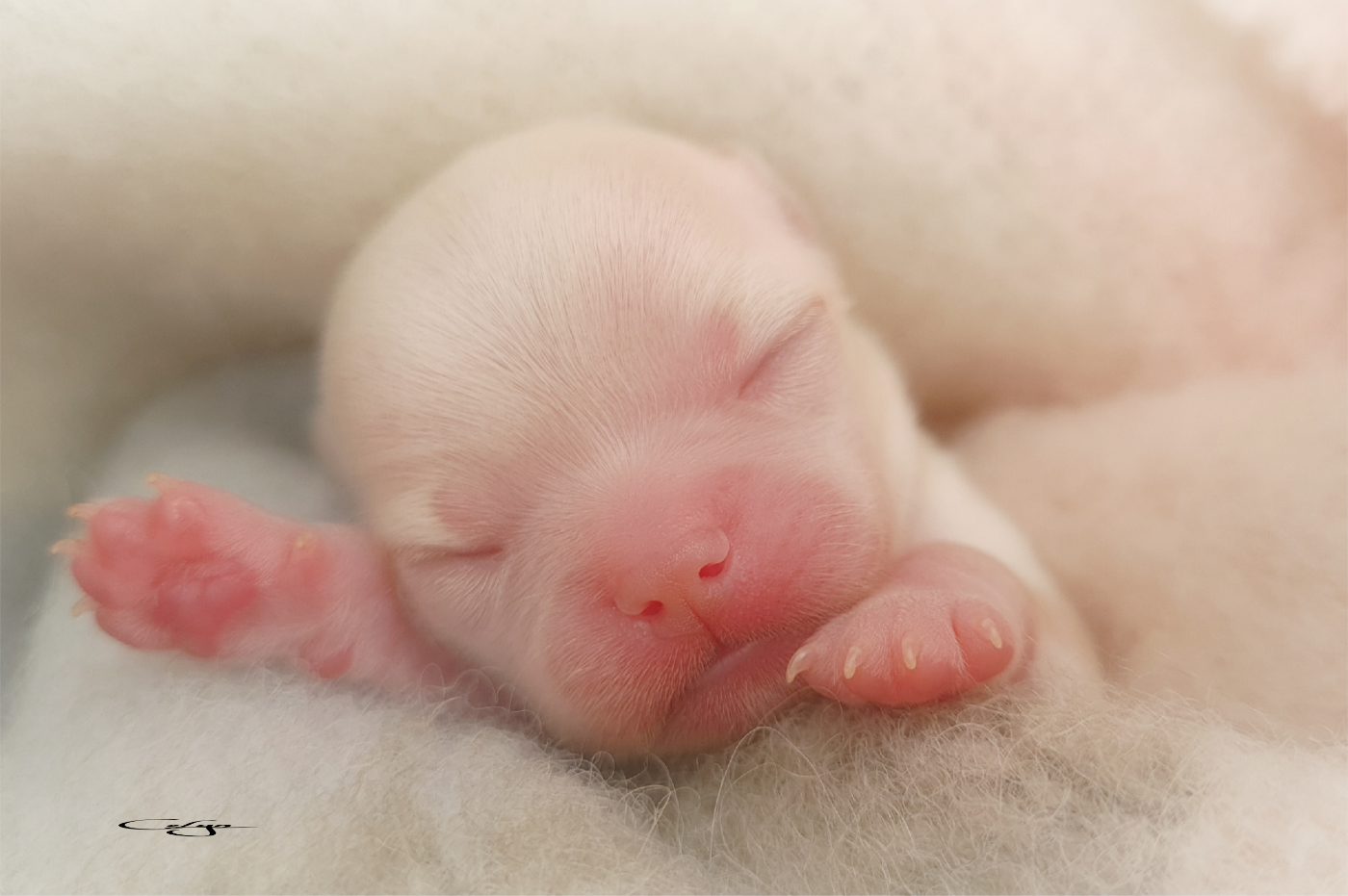 Of Blue Moon's Diamond - Chiots disponibles - Chihuahua