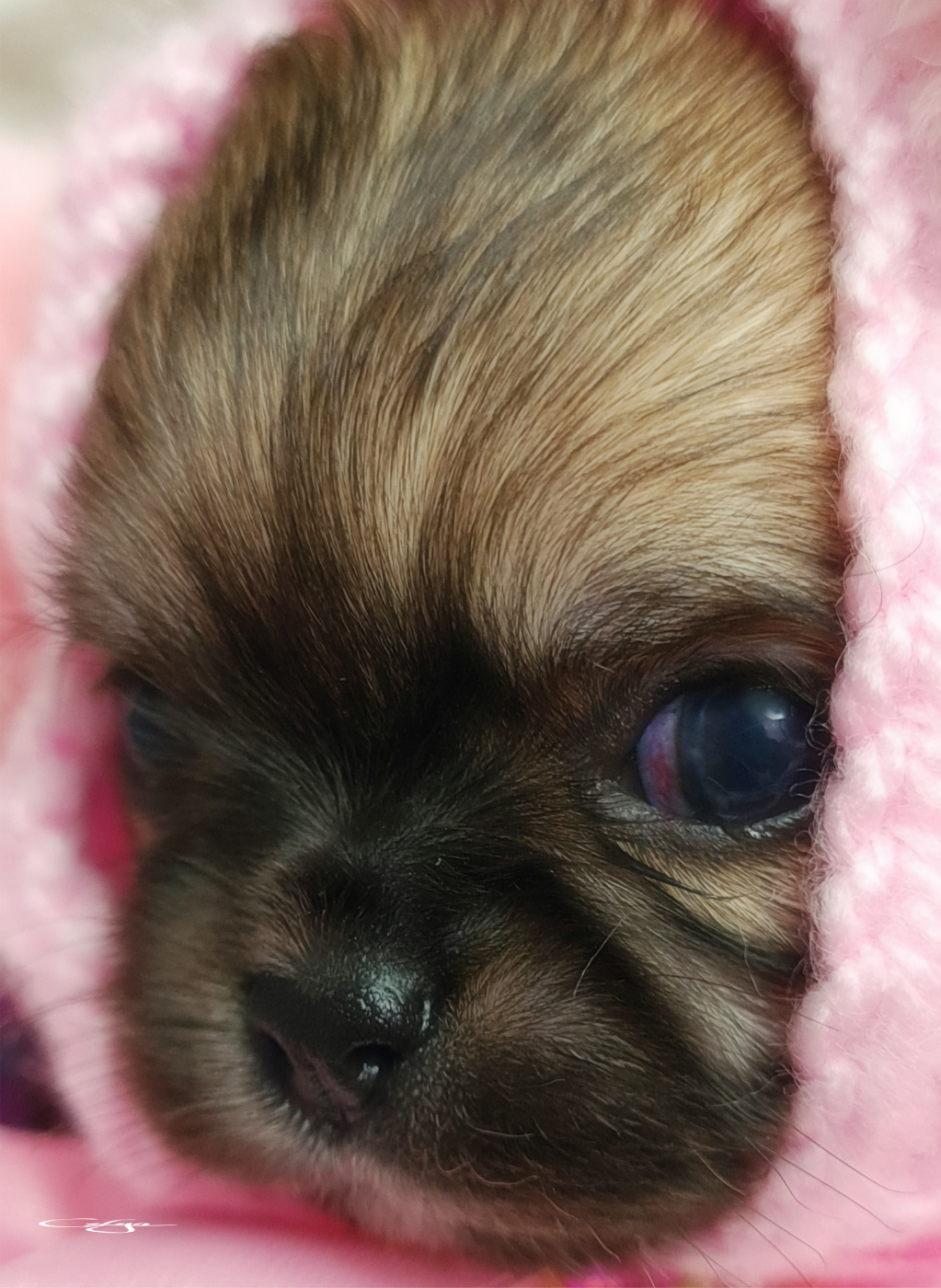 Of Blue Moon's Diamond - Chiots disponibles - Chihuahua