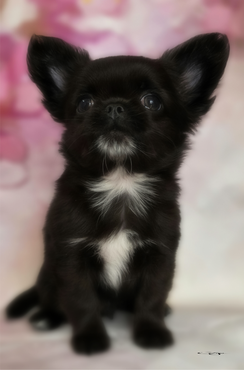 Of Blue Moon's Diamond - Chiots disponibles - Chihuahua