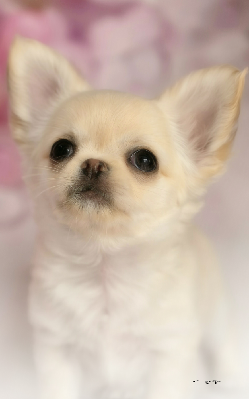 Of Blue Moon's Diamond - Chiots disponibles - Chihuahua