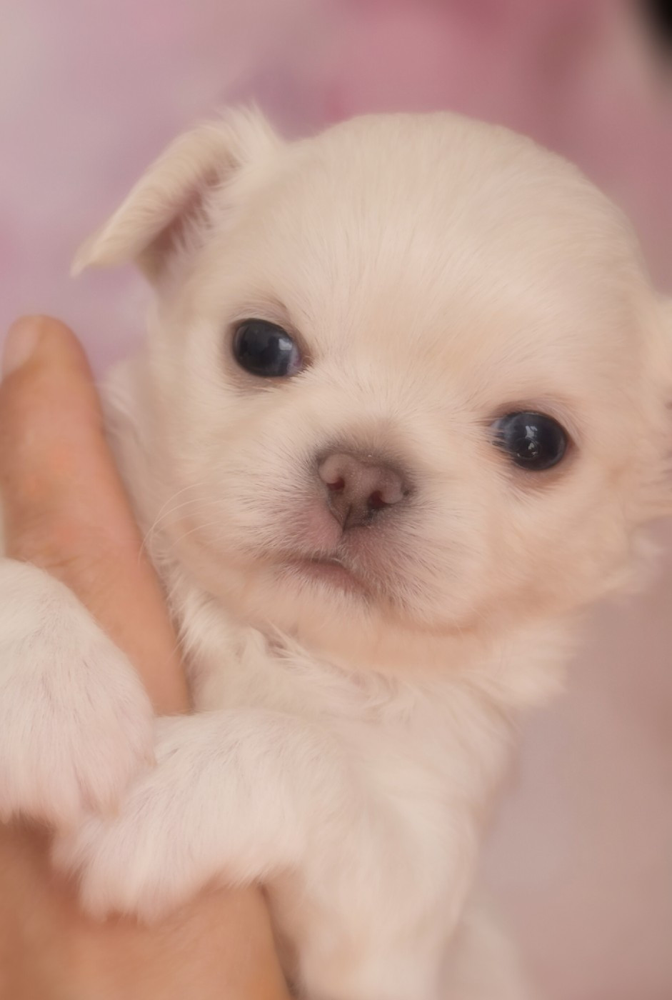 Of Blue Moon's Diamond - Chiots disponibles - Chihuahua