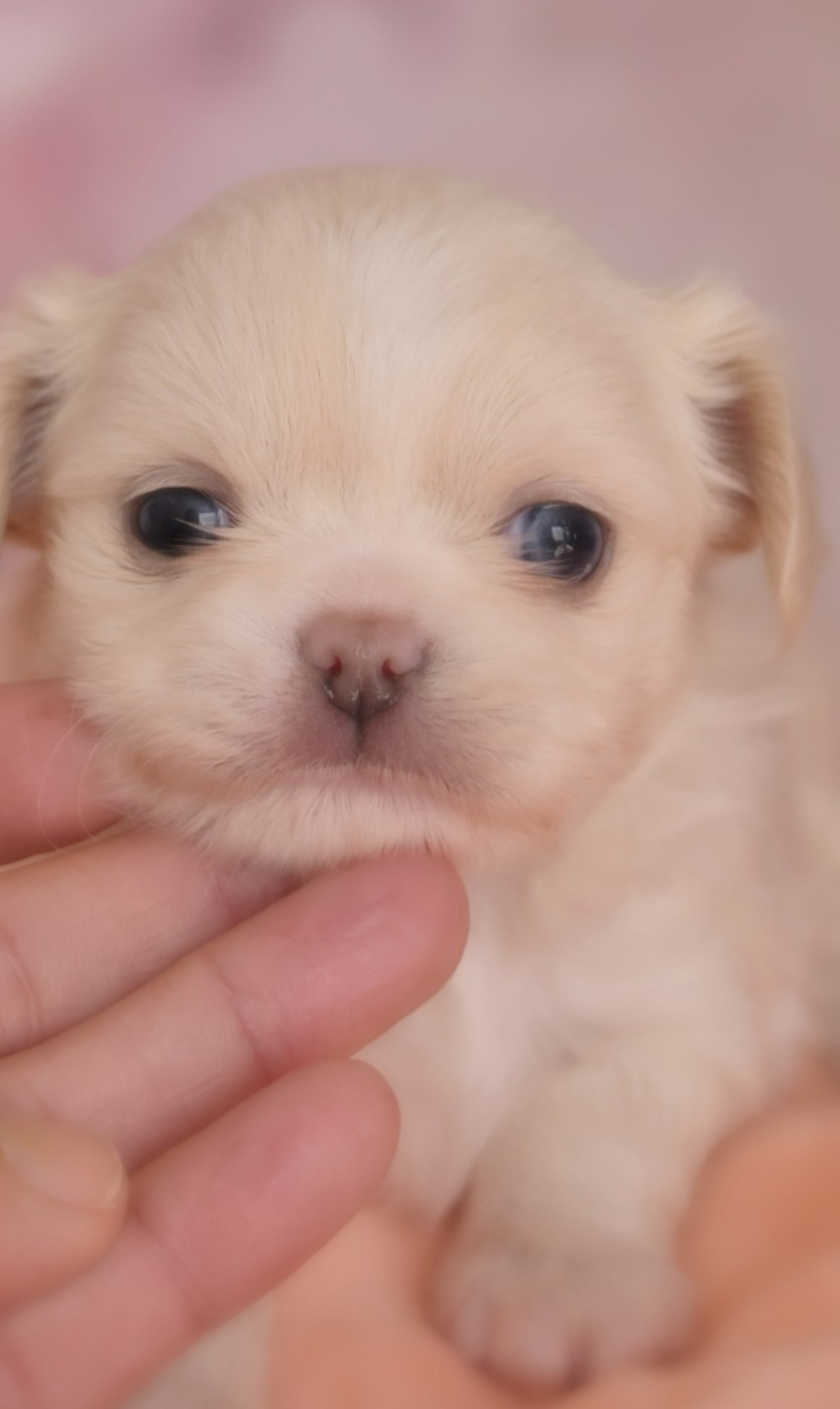 Of Blue Moon's Diamond - Chiots disponibles - Chihuahua