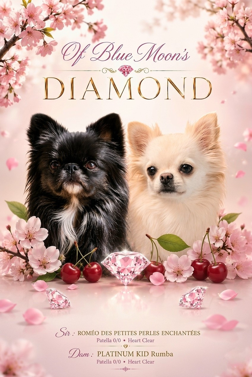 Chiot Chihuahua Of Blue Moon's Diamond