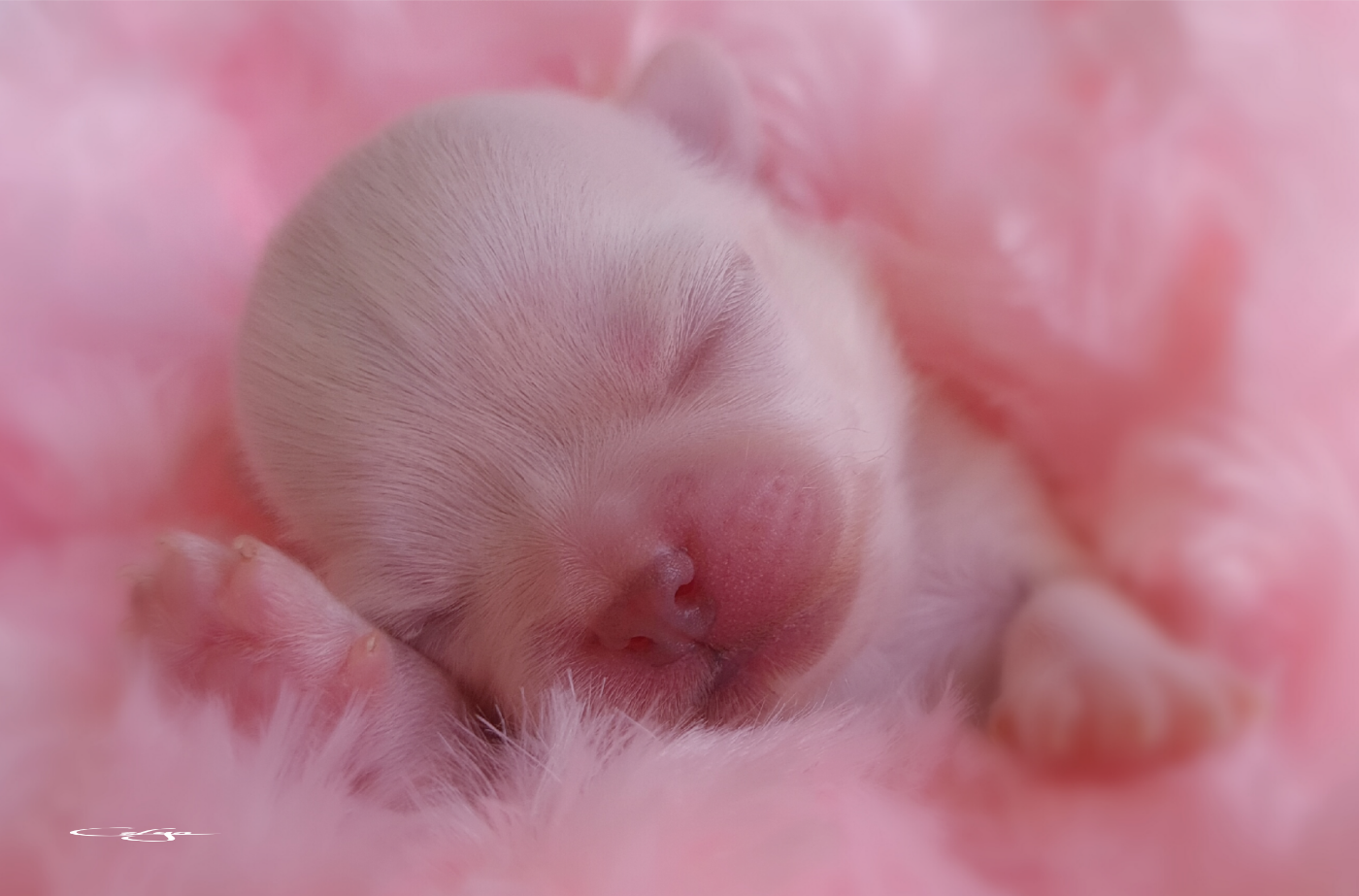 Of Blue Moon's Diamond - Chiots disponibles - Chihuahua