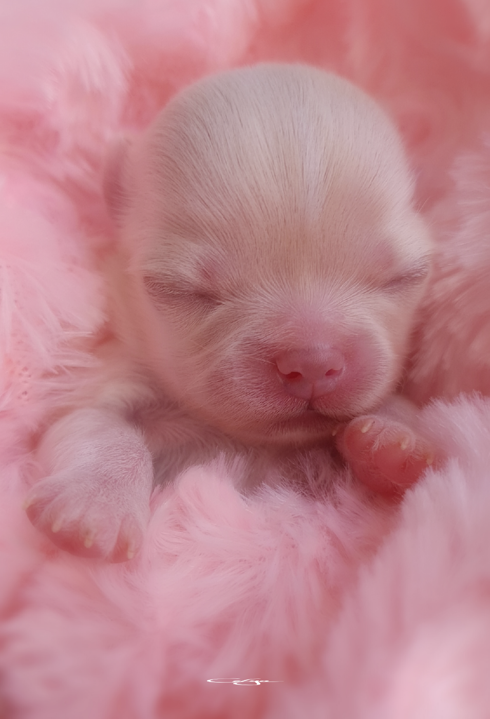 Of Blue Moon's Diamond - Chiots disponibles - Chihuahua