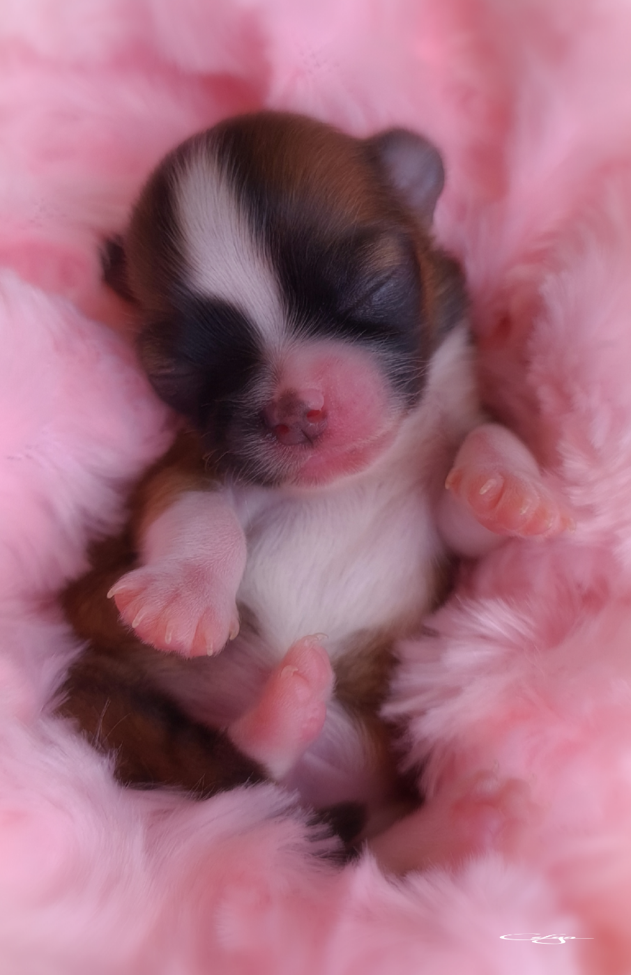 Of Blue Moon's Diamond - Chiots disponibles - Chihuahua
