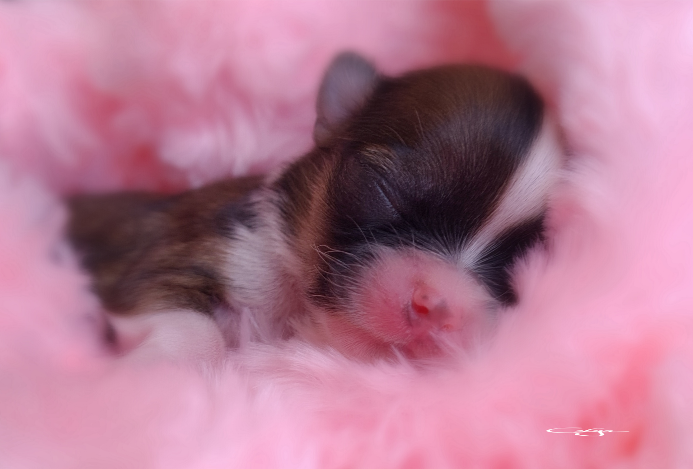 Of Blue Moon's Diamond - Chiots disponibles - Chihuahua