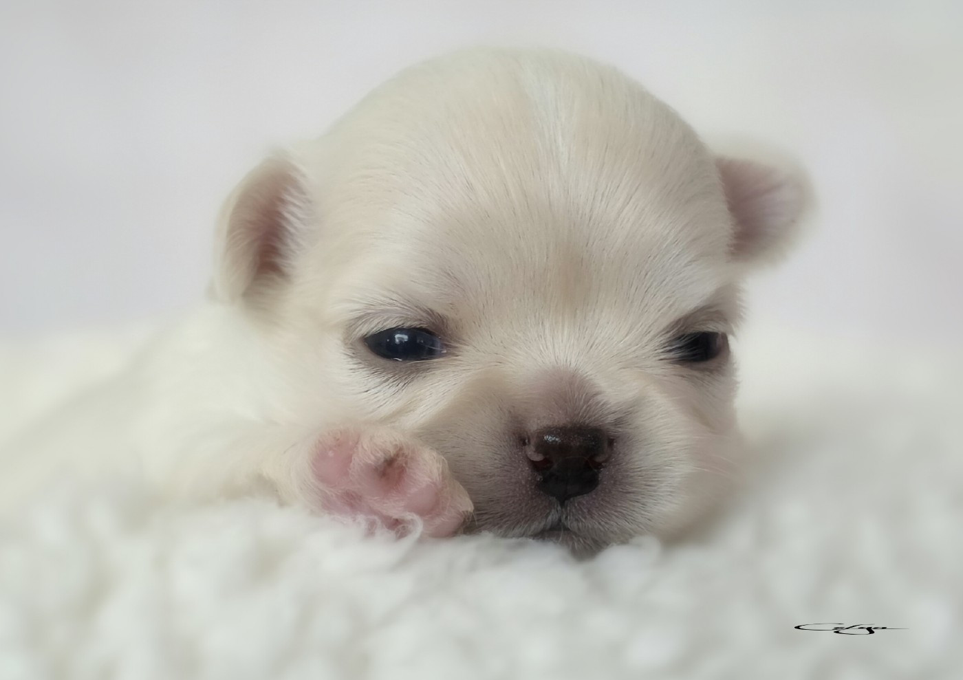 Of Blue Moon's Diamond - Chiots disponibles - Chihuahua