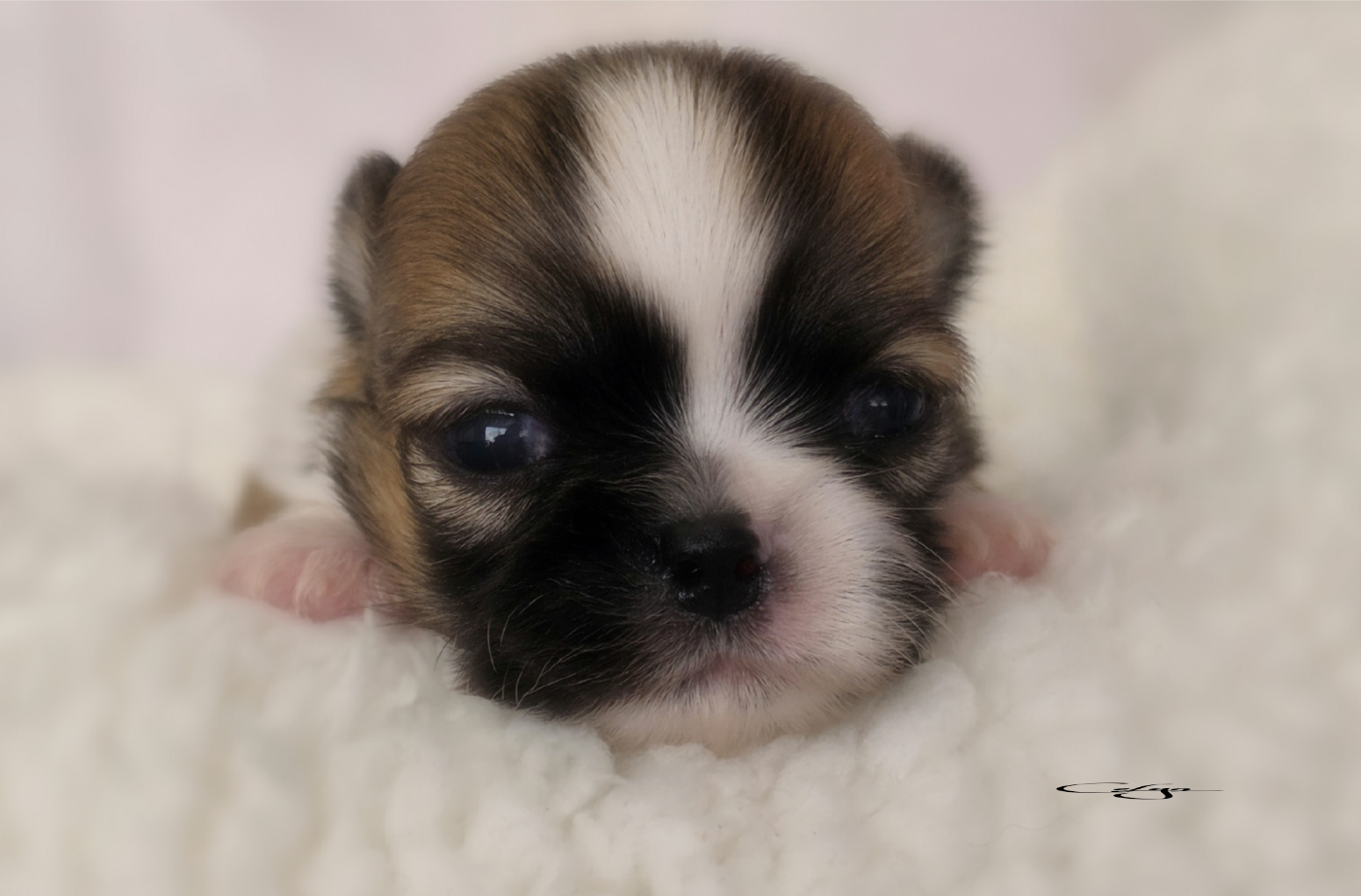 Of Blue Moon's Diamond - Chiots disponibles - Chihuahua