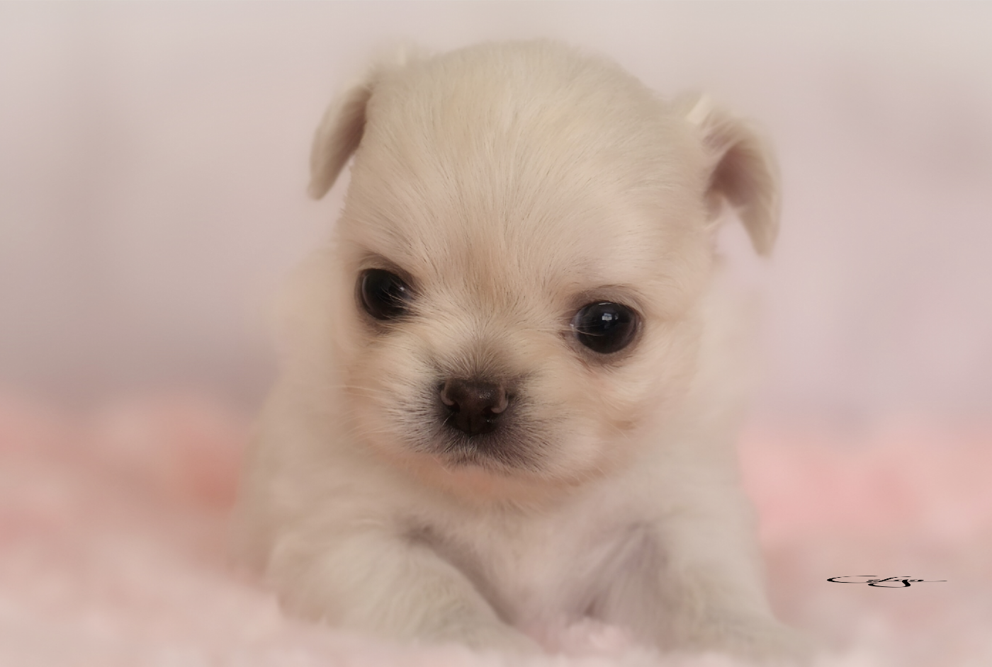 Of Blue Moon's Diamond - Chiots disponibles - Chihuahua