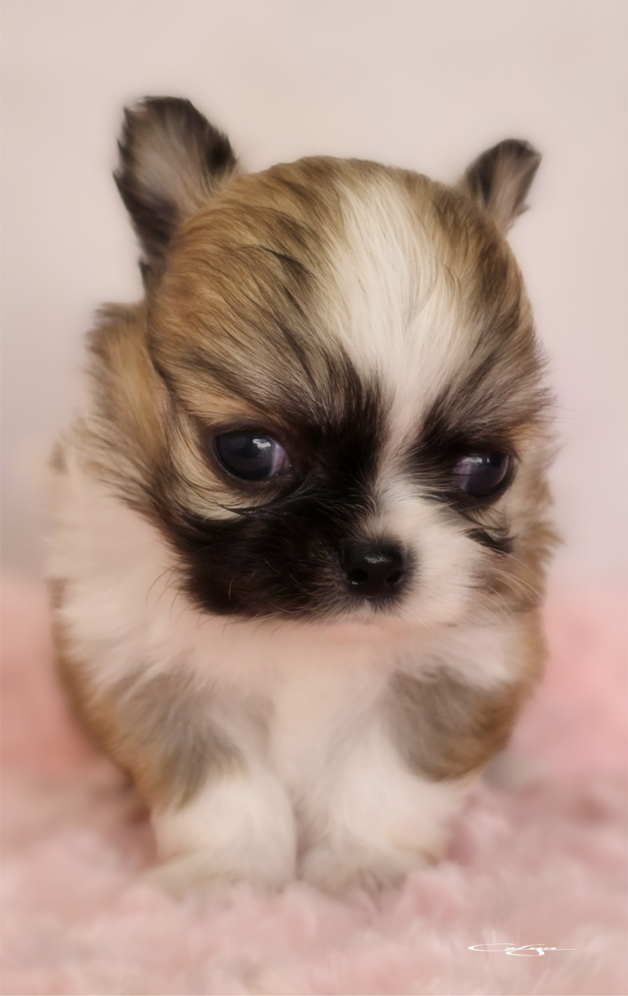 Of Blue Moon's Diamond - Chiots disponibles - Chihuahua