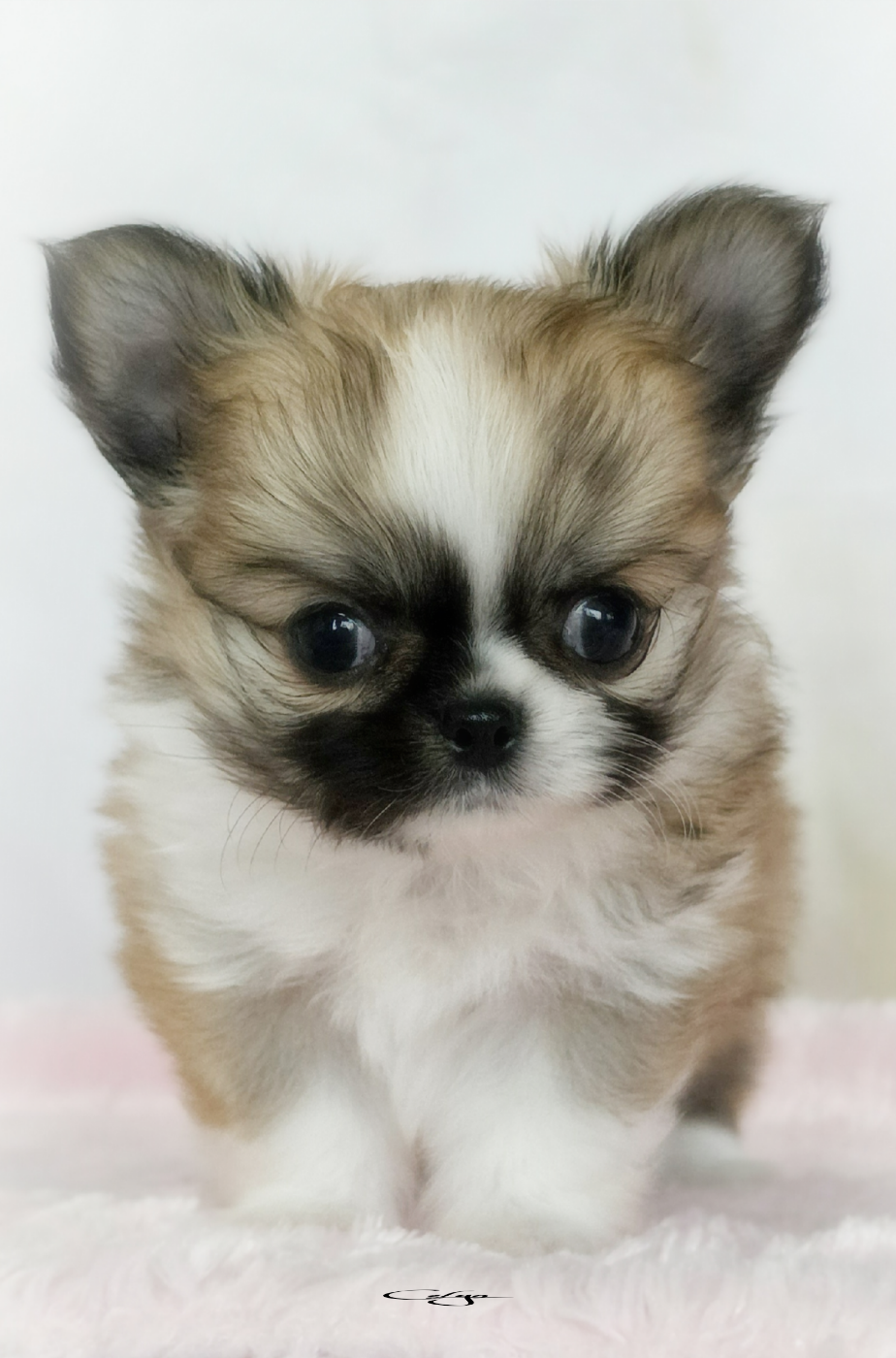 Of Blue Moon's Diamond - Chiots disponibles - Chihuahua