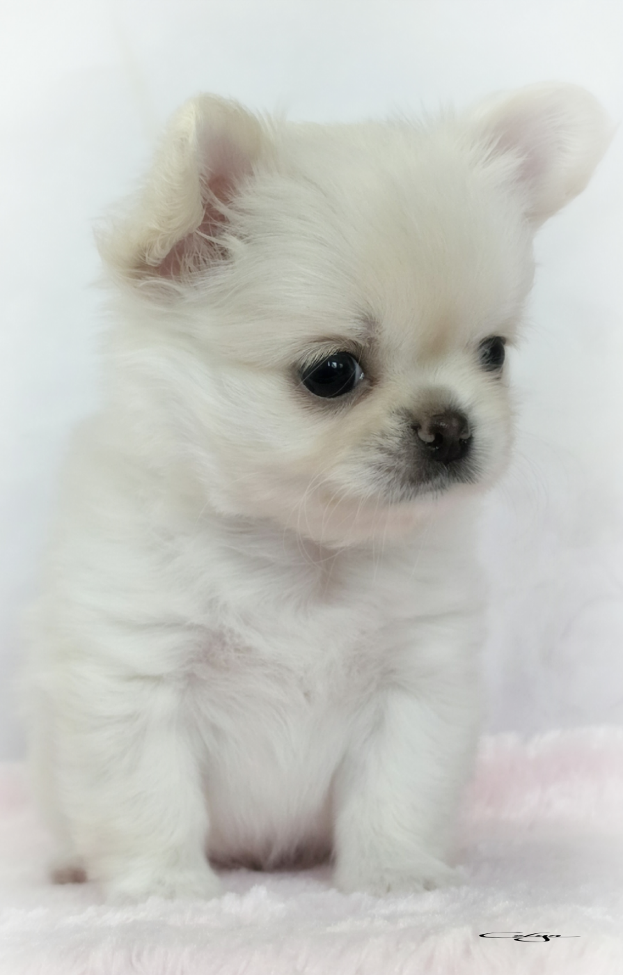 Of Blue Moon's Diamond - Chiots disponibles - Chihuahua