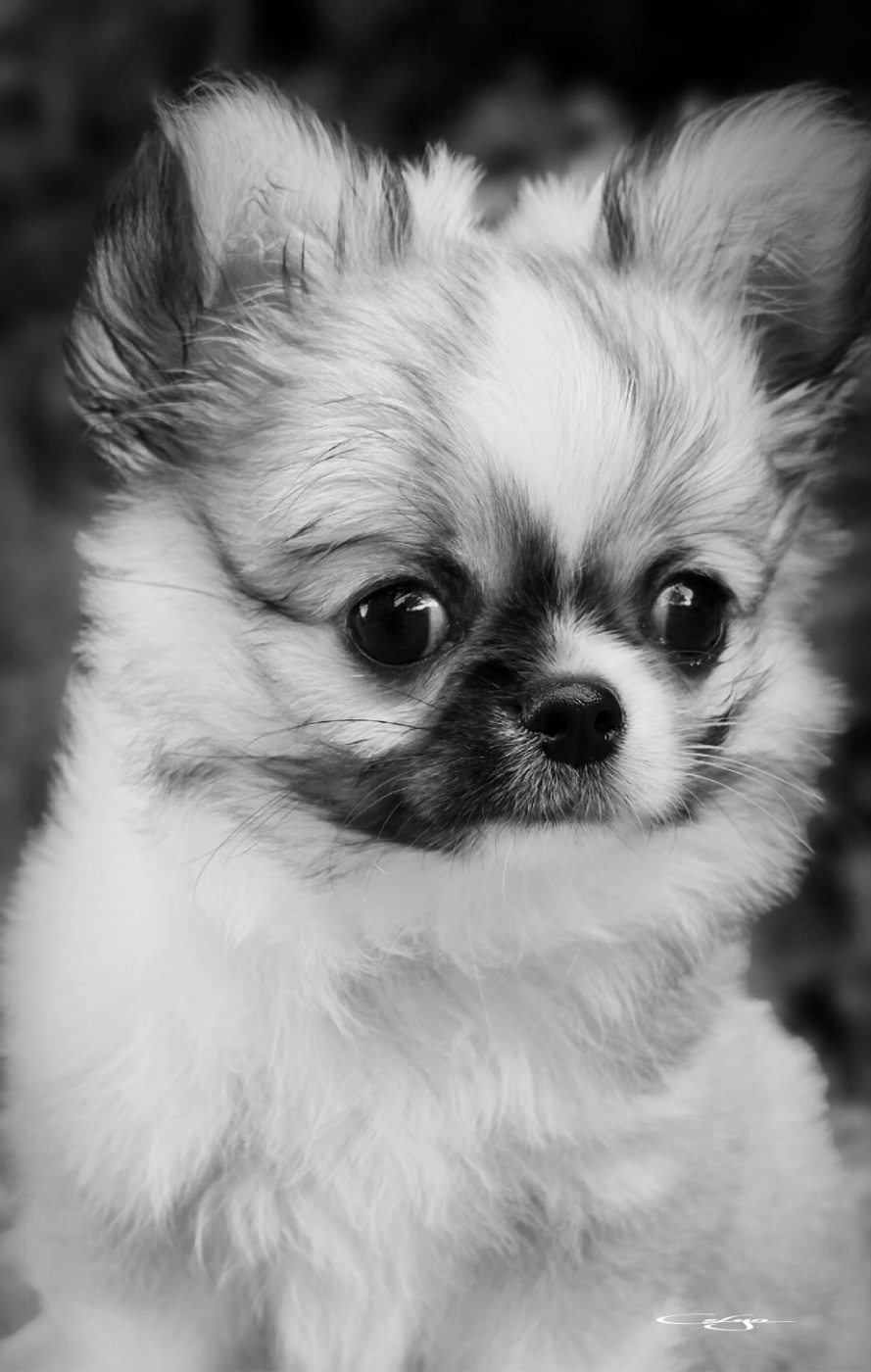 Of Blue Moon's Diamond - Chiots disponibles - Chihuahua