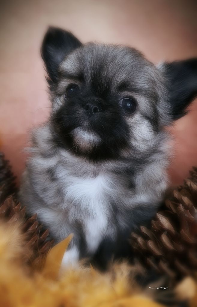 Of Blue Moon's Diamond - Chiots disponibles - Chihuahua