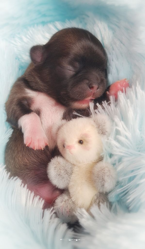 Of Blue Moon's Diamond - Chiots disponibles - Chihuahua