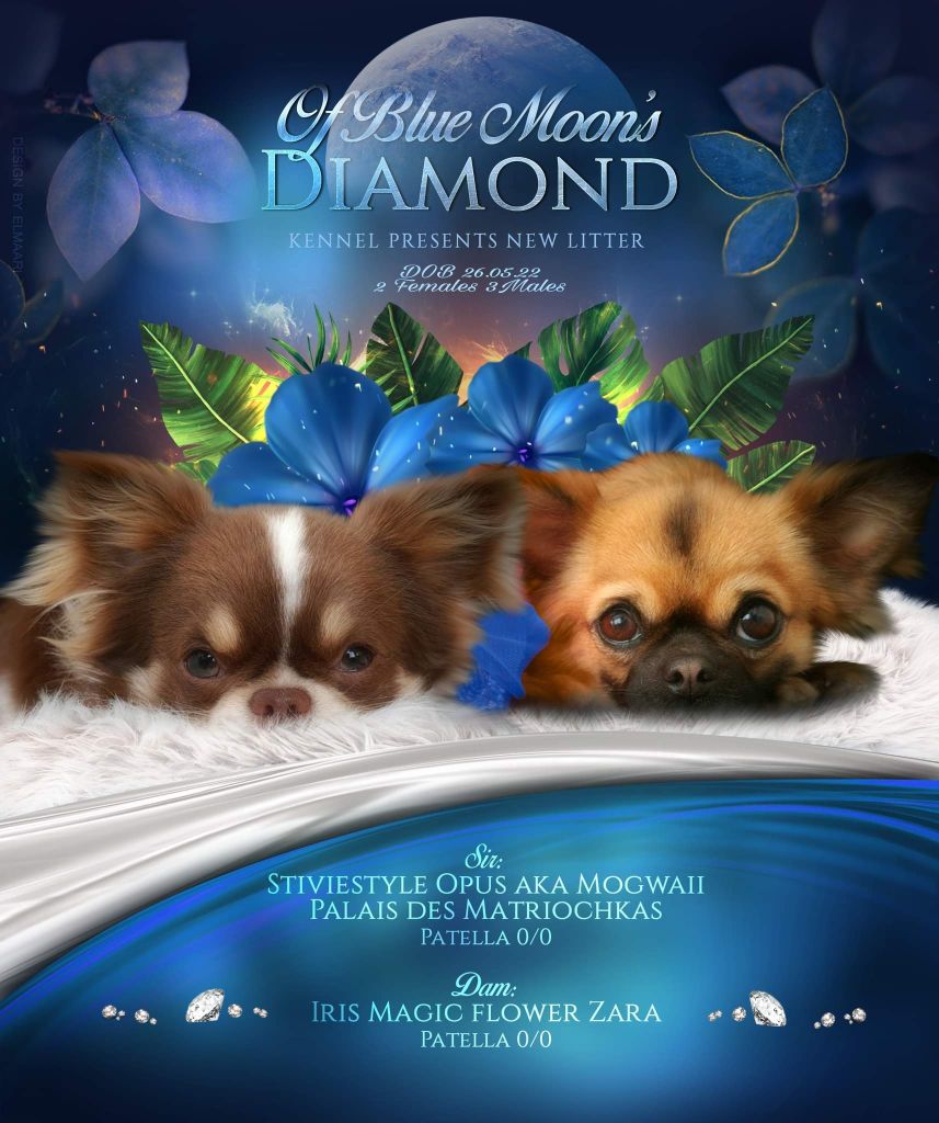 Chiot Chihuahua Of Blue Moon's Diamond